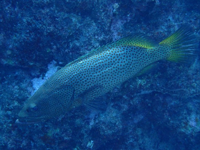 Anyperodon leucogrammicus