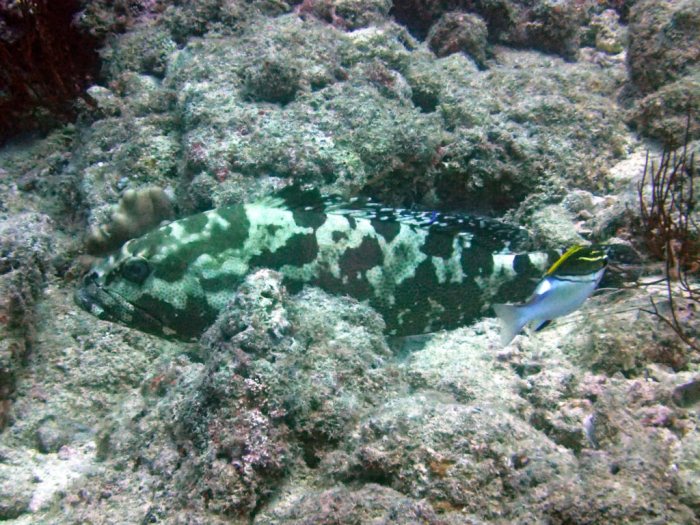 Epinephelus polyphekadion
