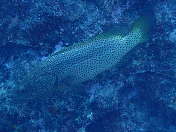 Anyperodon leucogrammicus