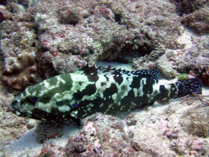 Epinephelus polyphekadion