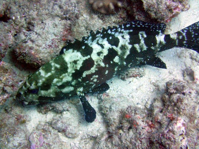 Epinephelus polyphekadion