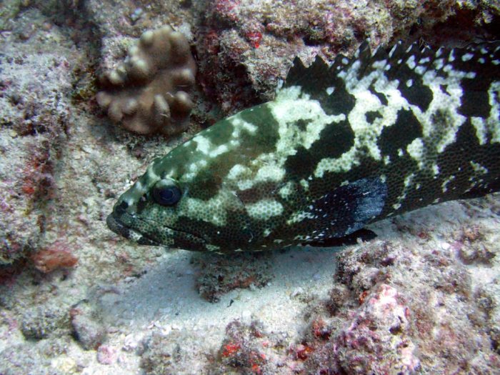 Epinephelus polyphekadion