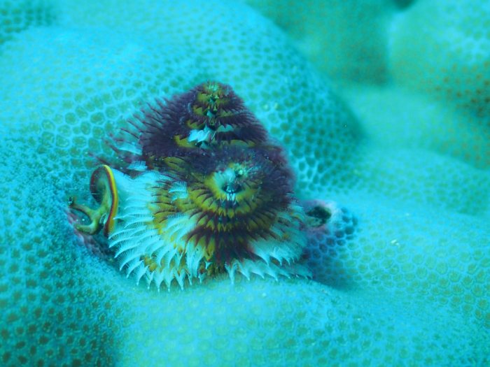 Spirobranchus corniculatus