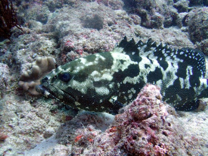 Epinephelus polyphekadion