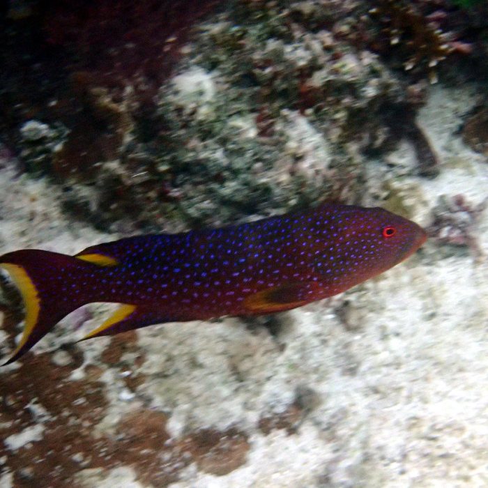 Variola louti