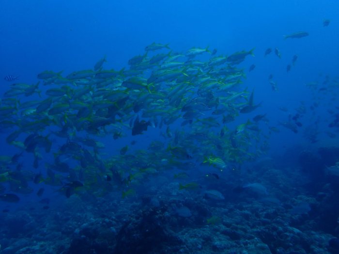 Lutjanus lutjanus