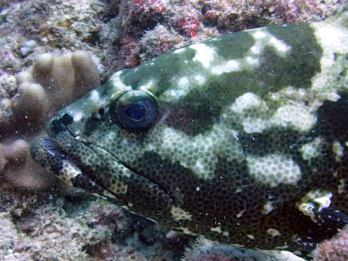Epinephelus polyphekadion