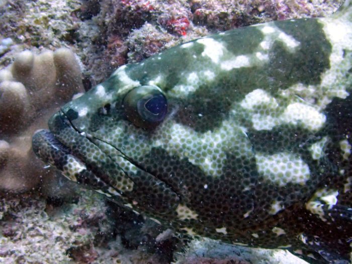 Epinephelus polyphekadion