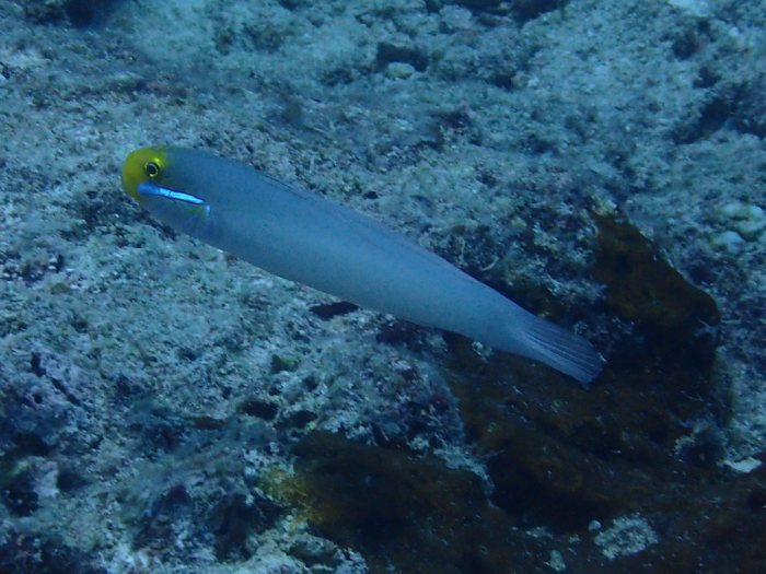 Valenciennea strigata