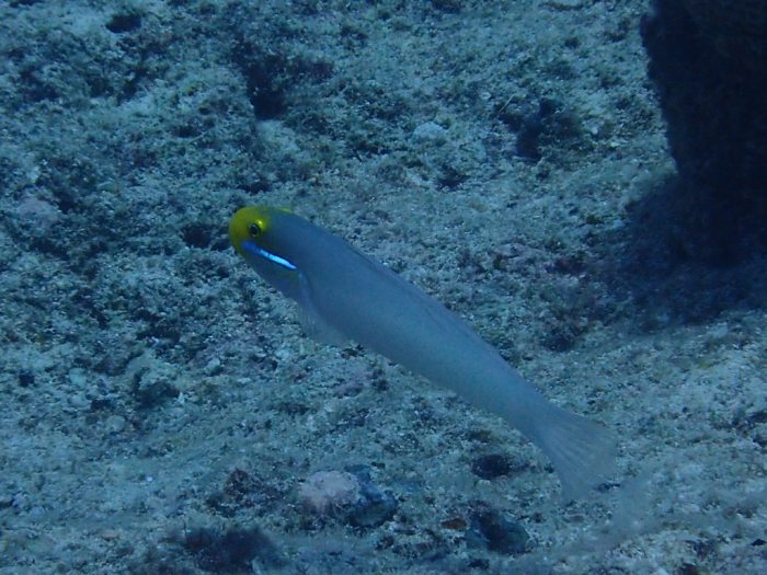 Valenciennea strigata