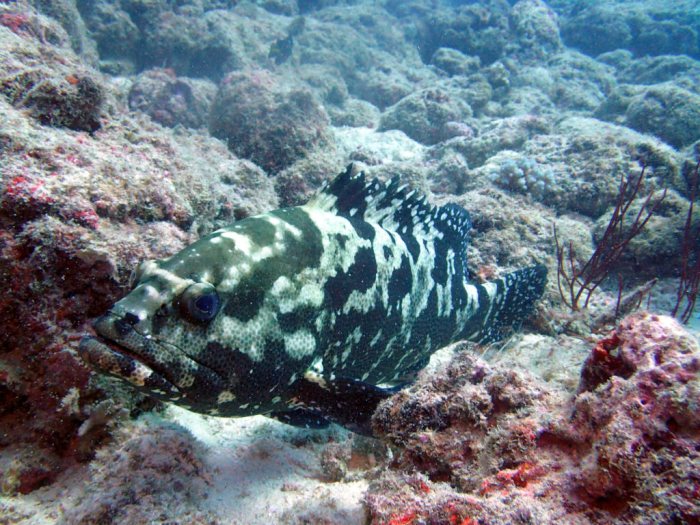 Epinephelus polyphekadion