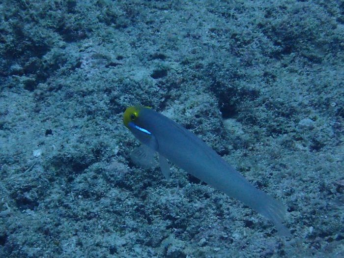 Valenciennea strigata