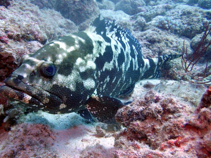 Epinephelus polyphekadion