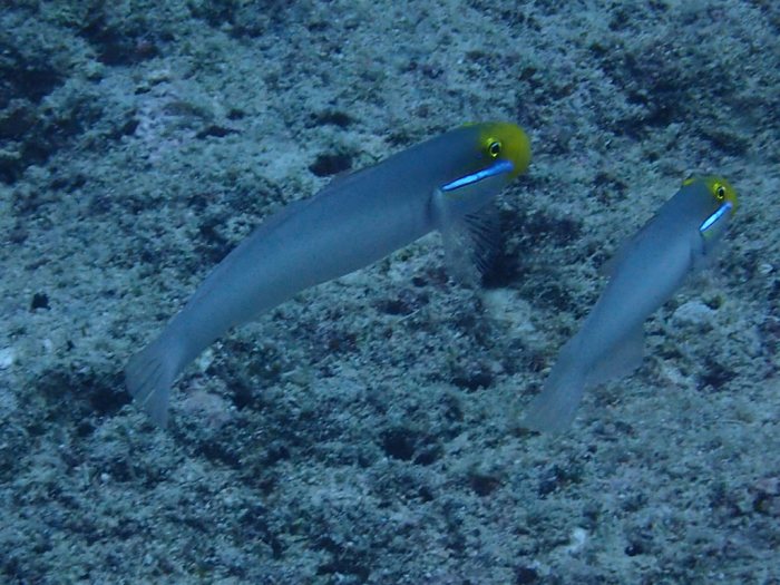 Valenciennea strigata