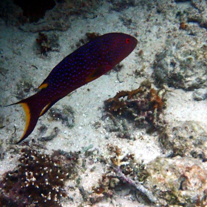 Variola louti