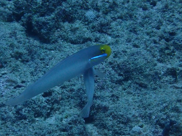Valenciennea strigata