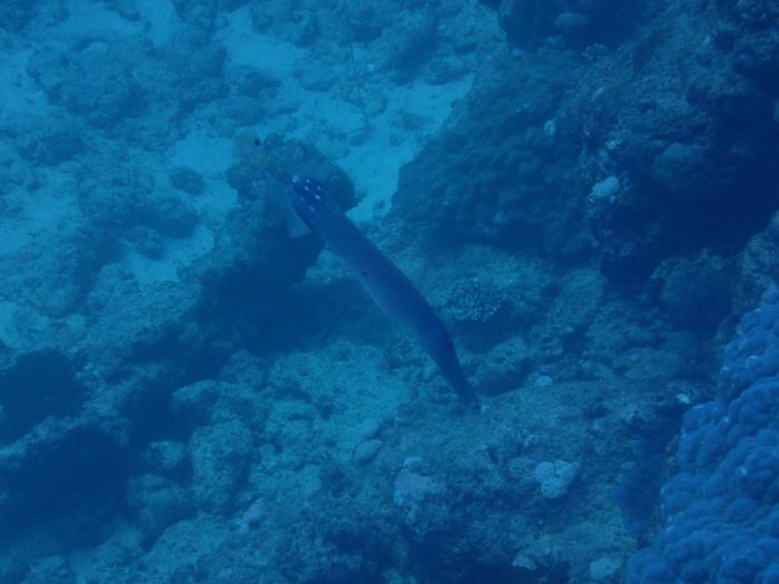 Aulostomus chinensis