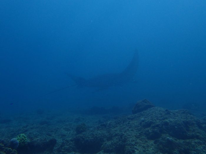 Mobula alfredi