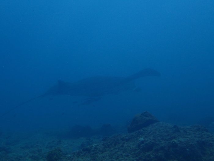 Mobula alfredi