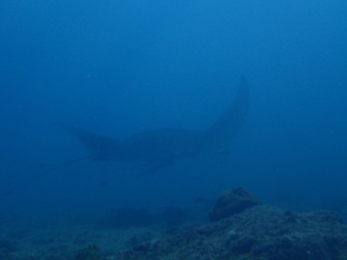 Mobula alfredi