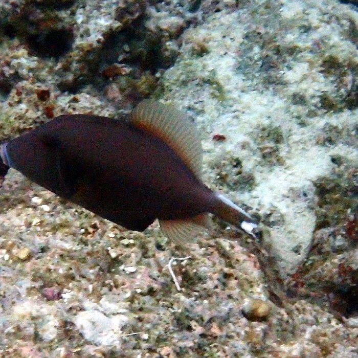 Sufflamen chrysopterum
