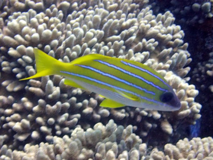 Lutjanus kasmira
