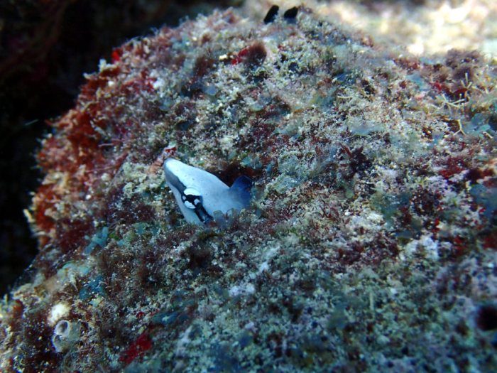 Aspidontus dussumieri