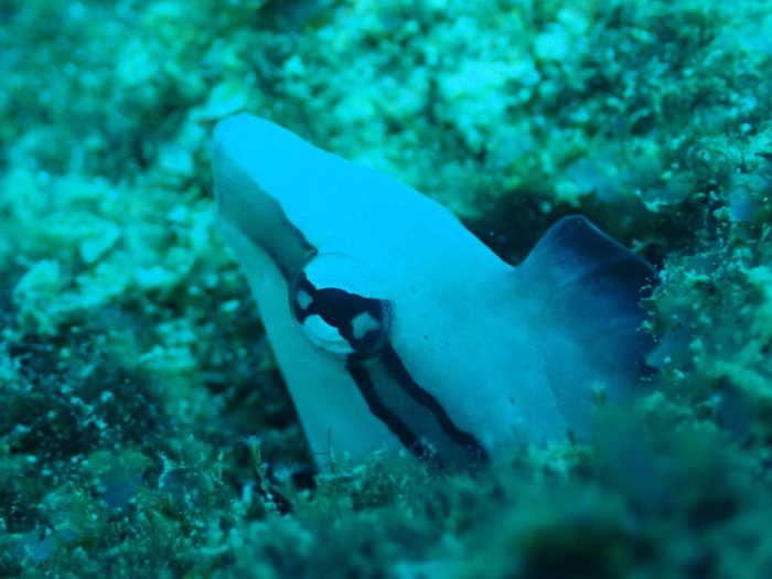Aspidontus dussumieri