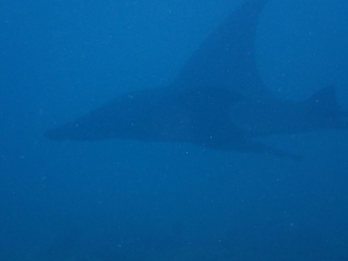 Mobula alfredi
