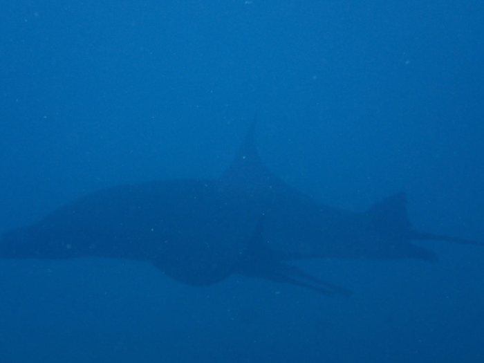 Mobula alfredi