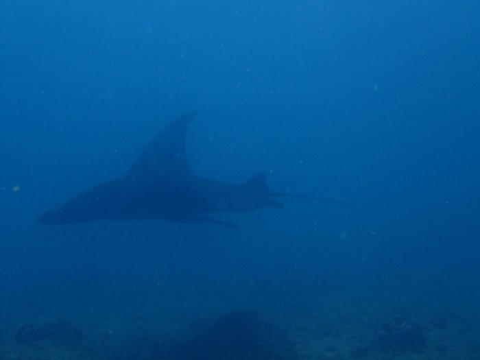 Mobula alfredi