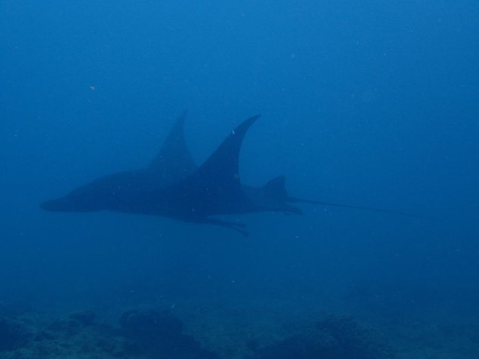 Mobula alfredi