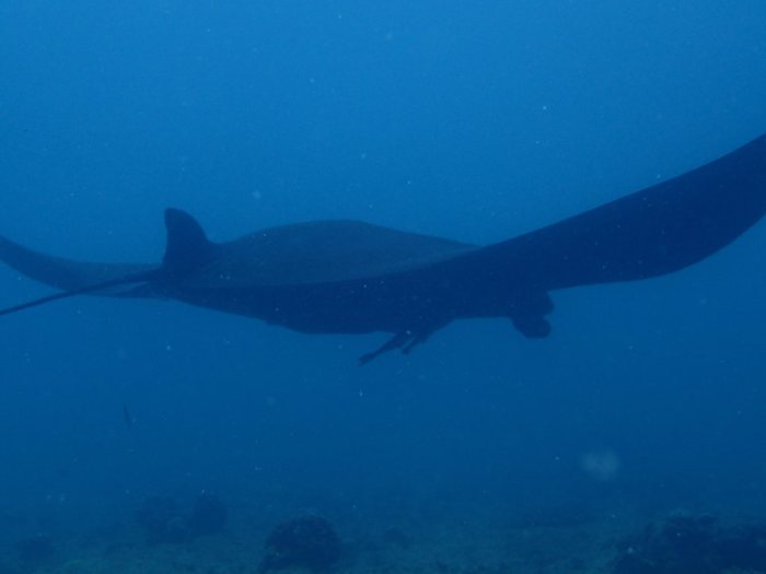 Mobula alfredi
