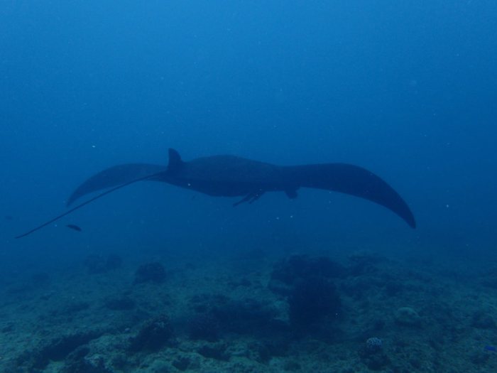 Mobula alfredi