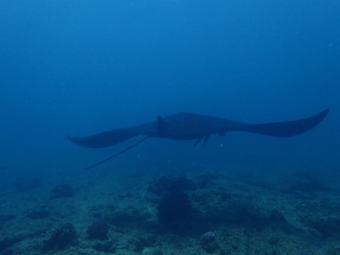 Mobula alfredi