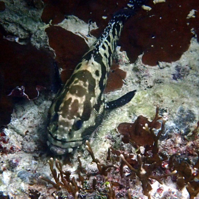 Epinephelus polyphekadion