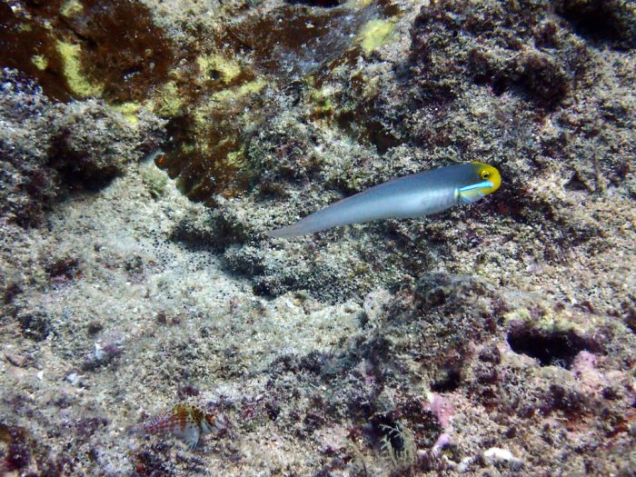 Valenciennea strigata