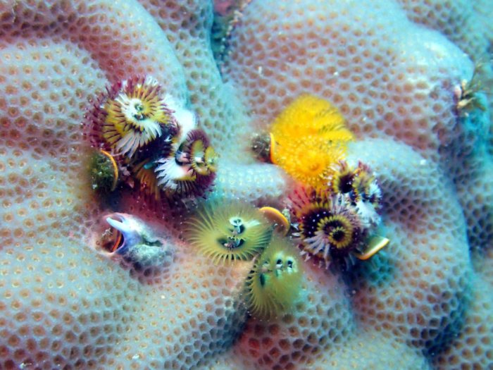Spirobranchus corniculatus