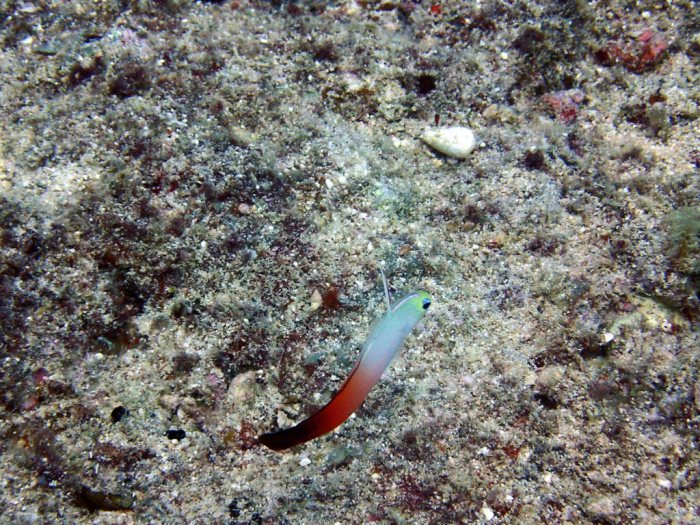 Nemateleotris magnifica