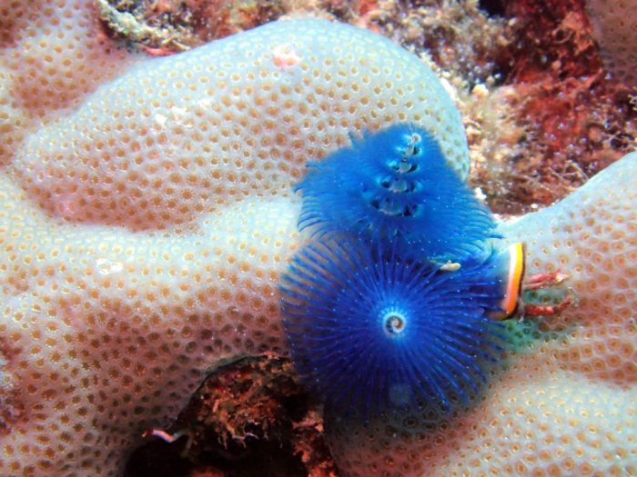 Spirobranchus corniculatus