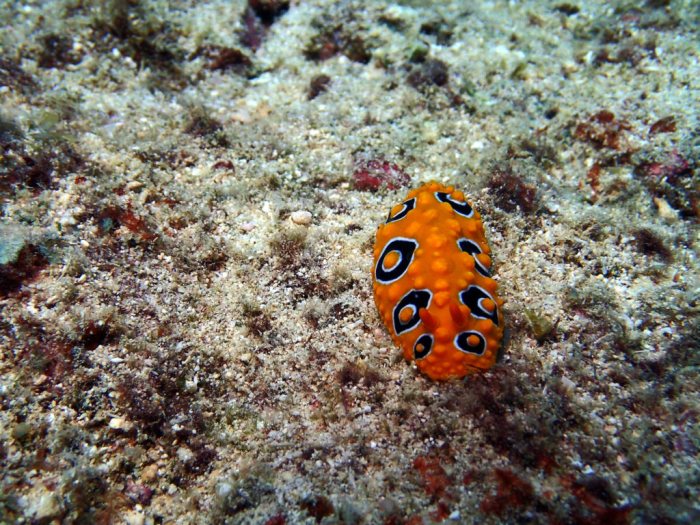 Phyllidia ocellata
