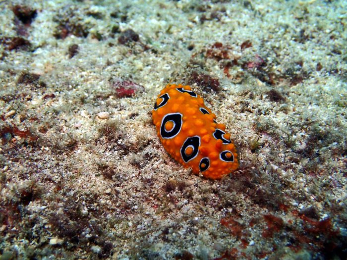 Phyllidia ocellata