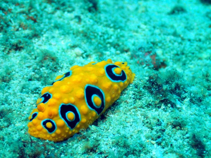 Phyllidia ocellata