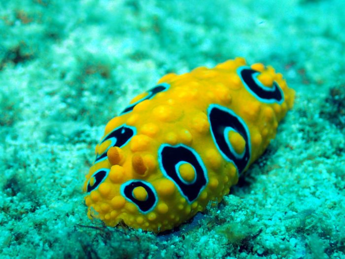 Phyllidia ocellata