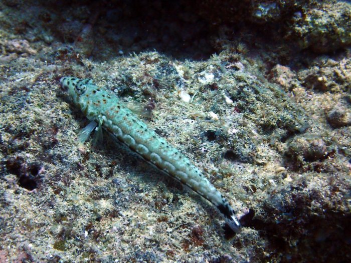 Parapercis millepunctata