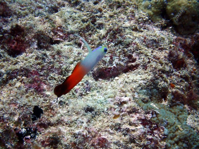 Nemateleotris magnifica