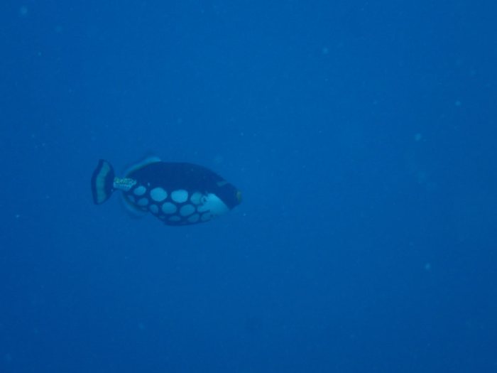 Balistoides conspicillum
