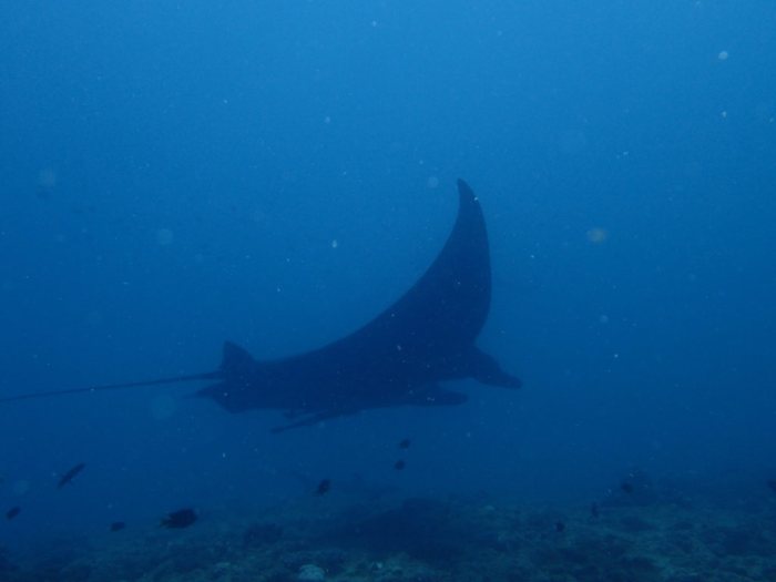 Mobula alfredi