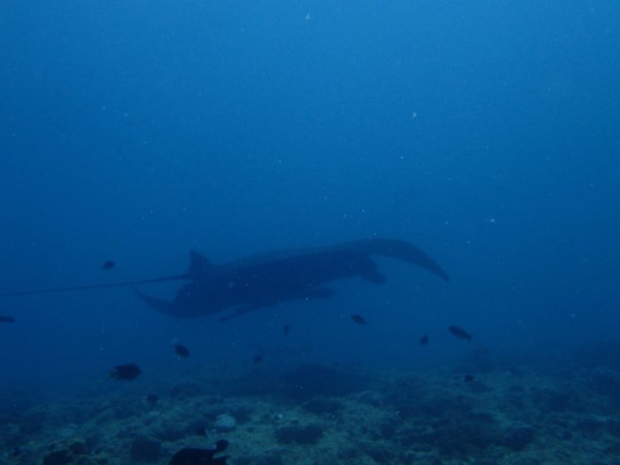 Mobula alfredi