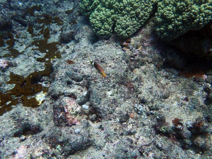 Poissons osseux